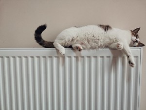 070120 - Warm cat