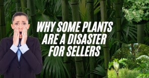 140623 Why Some Plants Are a Disaster for Sellers